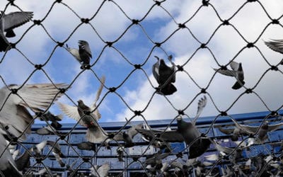 SHOULD YOU WORRY ABOUT PIGEON DROPPINGS?