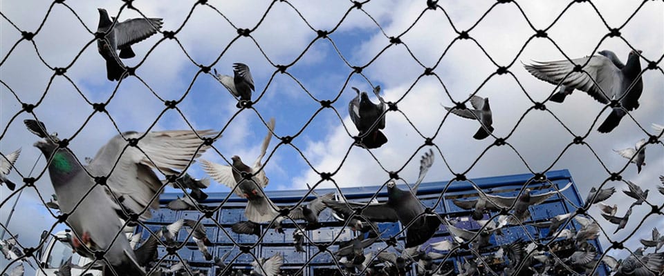SHOULD YOU WORRY ABOUT PIGEON DROPPINGS?