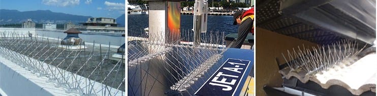 bird-spikes-2-cut bird-spikes-2-cut