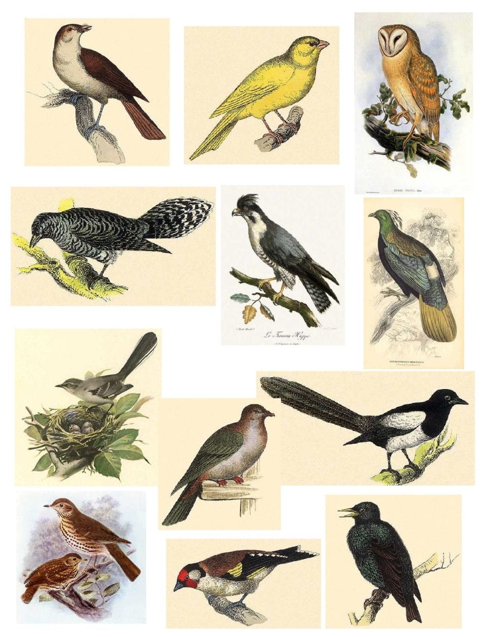 Bird Protection Law Bird Blog Pigeon Patrol Canada