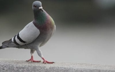 HOW TO CLEAN PIGEON POOP