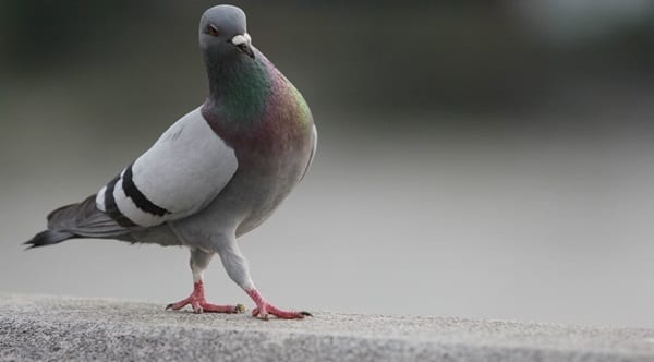 HOW TO CLEAN PIGEON POOP