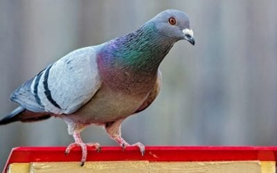 Homing pigeon still missing after release from police custody