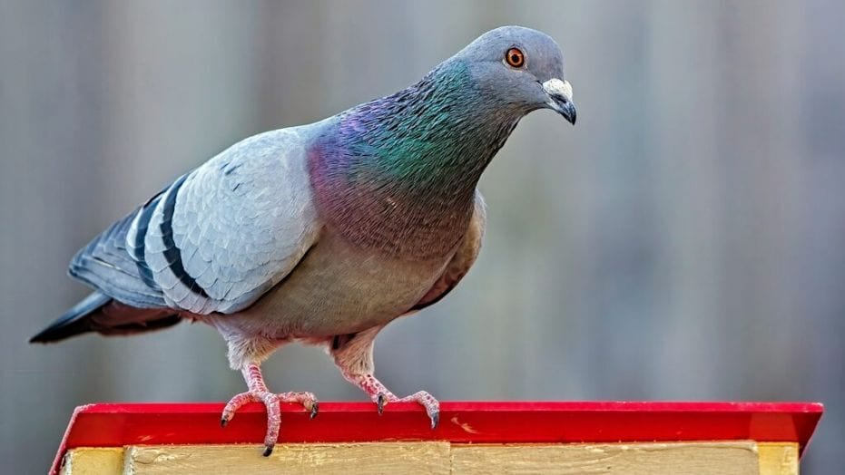 Homing pigeon still missing after release from police custody