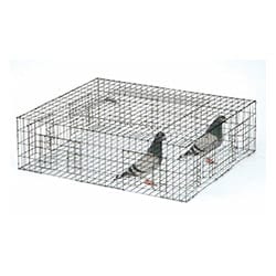 pigeon-trapping