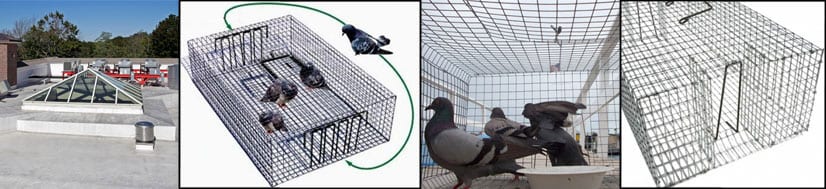 pigeon-trapping-footer-1 pigeon-trapping-footer-1