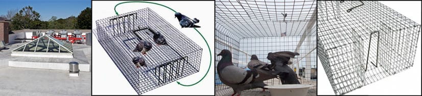 pigeon-trapping-footer-1