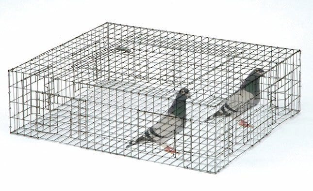 trap-cage trap-cage