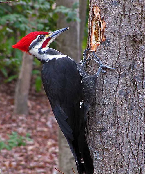 woodpecker-vertical