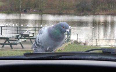 Canadian woman battling crippling disease caused by pigeon poop