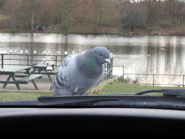 How Long Before Pigeon Poop Damages Your Car?