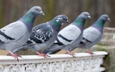 SHOULD I FEED PIGEONS? 