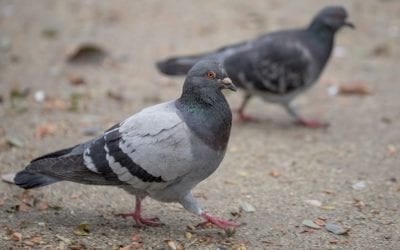 How to get rid of pigeons