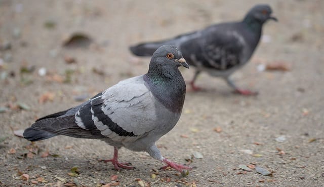 How to get rid of pigeons