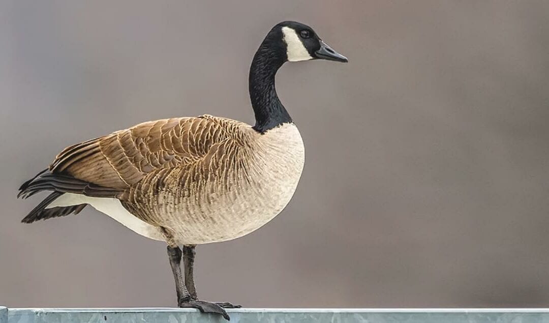 Birds That Are Considered As Pests