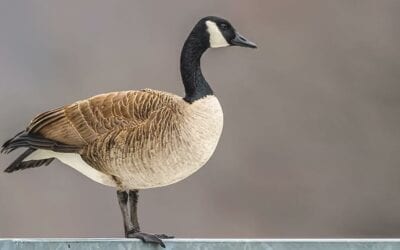 Birds That Are Considered As Pests