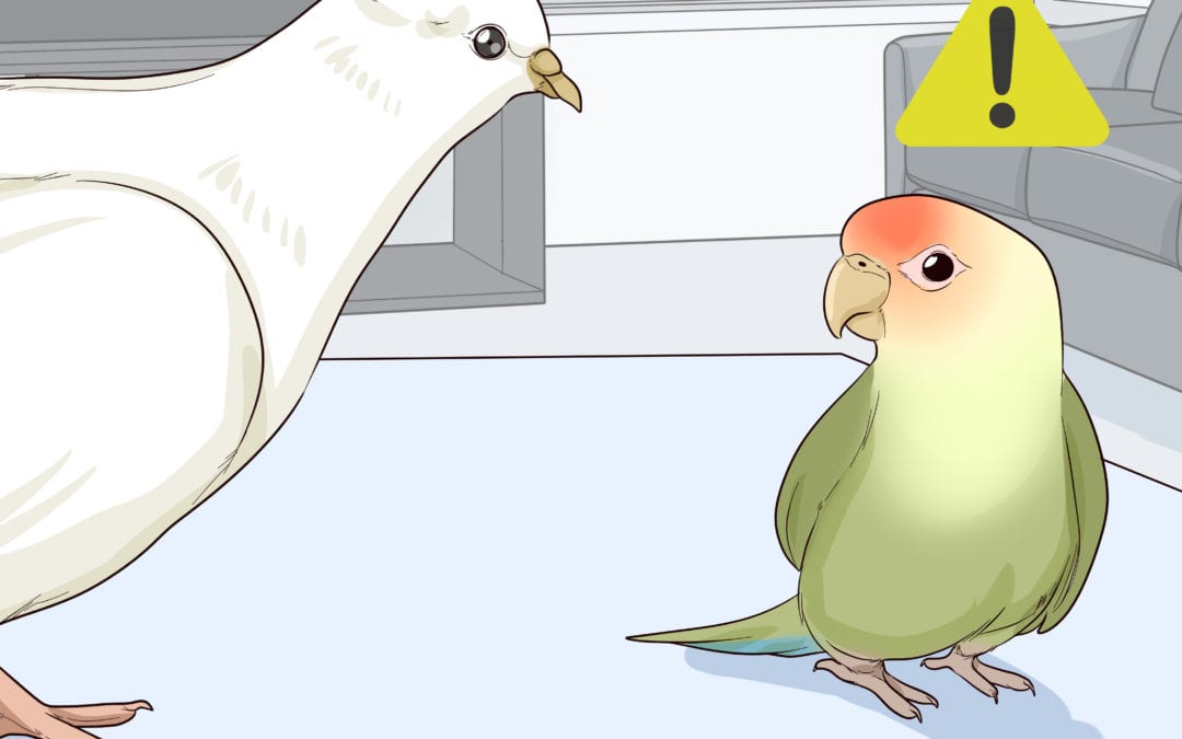 Stop Aggressive Behavior in Pet Birds