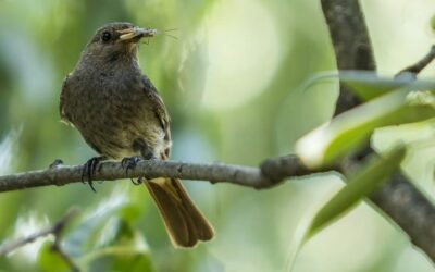 Keep Pest Birds Away From Your Garden!