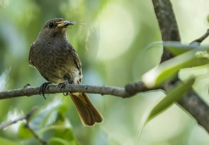 Keep Pest Birds Away From Your Garden!