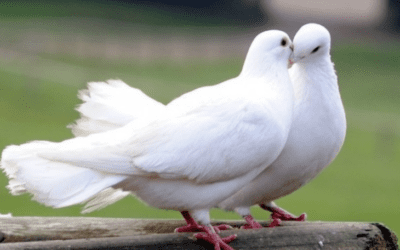 Doves – What Do They Eat