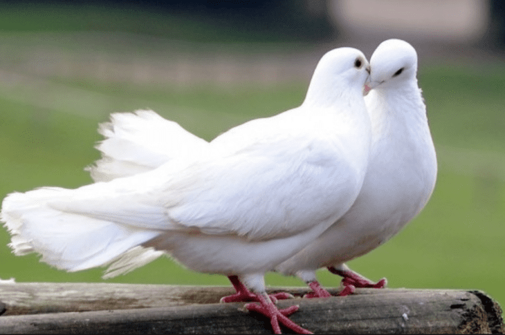 Doves – What Do They Eat