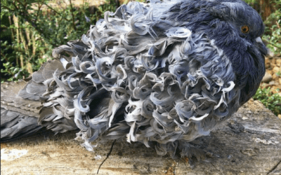 5 Coolest Looking Pigeons