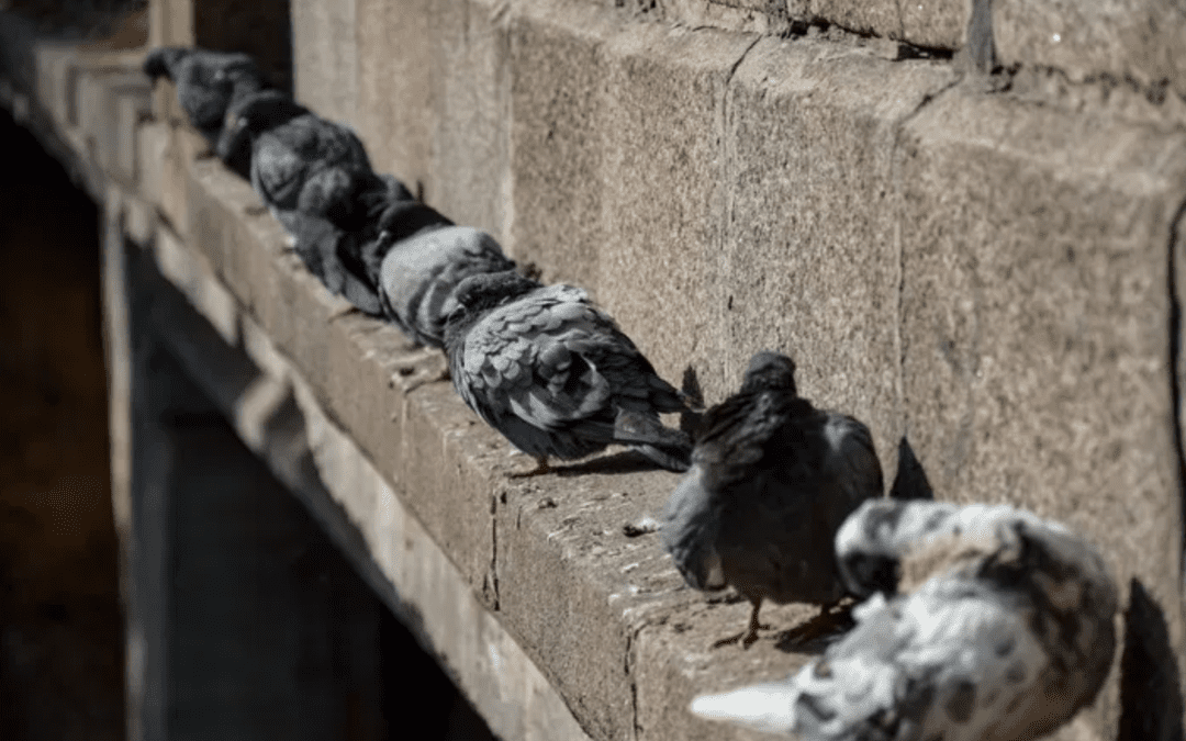 Should You Care About Pigeons Roosting?