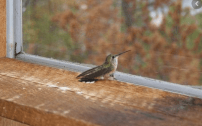 When Birds Get Inside Your Home