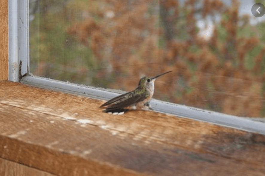 When Birds Get Inside Your Home