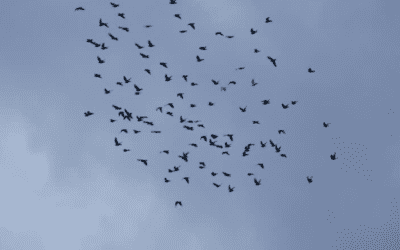 Why Are There So Many Pigeons?