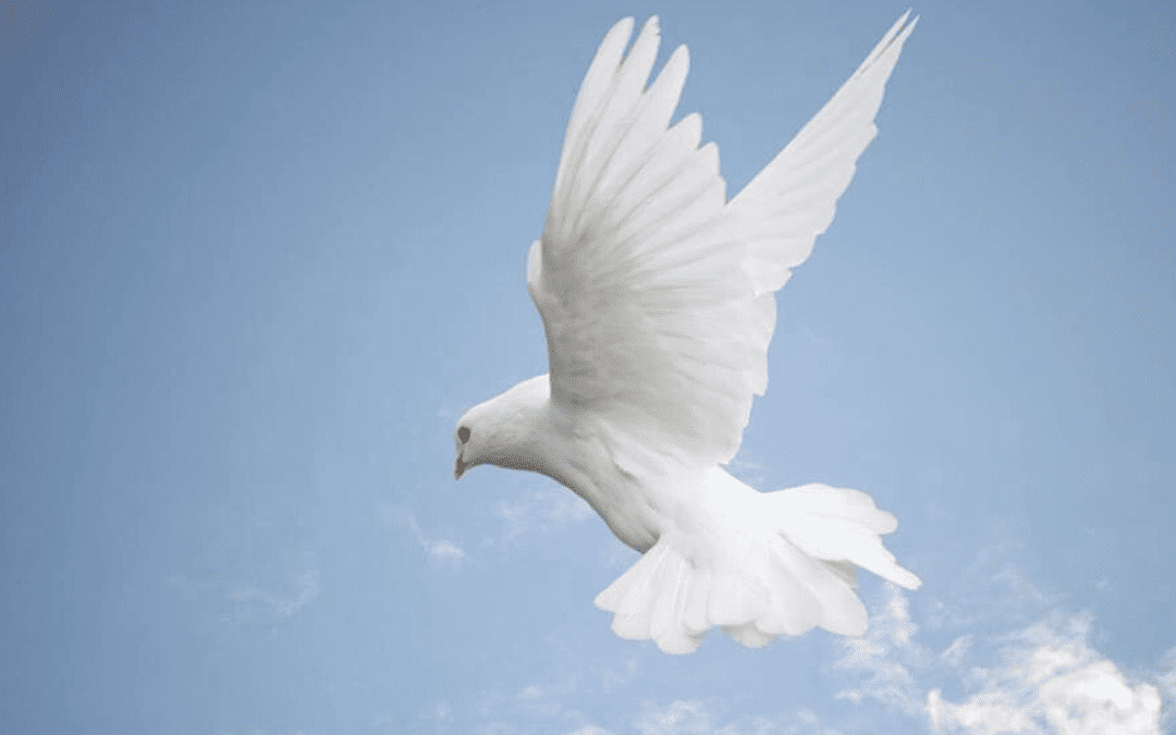 Pigeons In Religions
