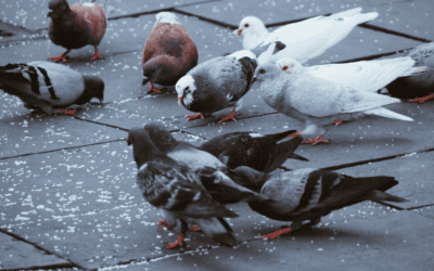 Rock pigeons are to be admired — as long as you’re not underneath the ‘bomb-bay doors’