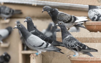 Small Miracles: The Wonder of Birds’ Nests