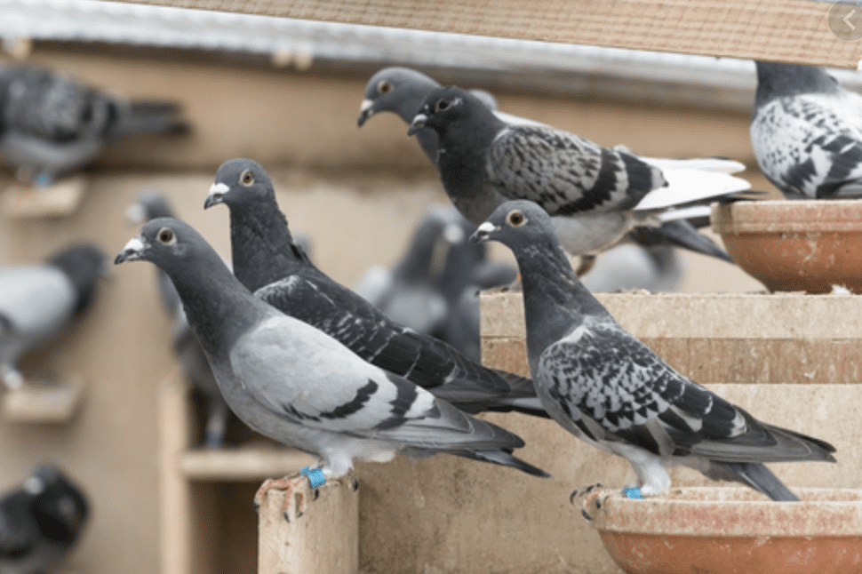 Sick pigeons downtown might have been poisoned: Salthaven West