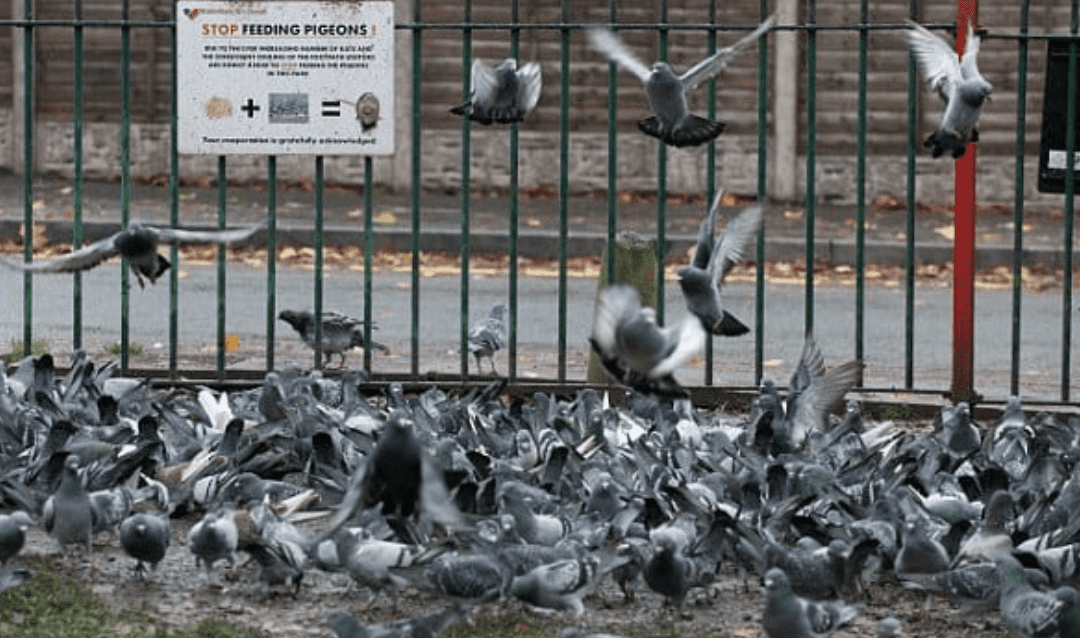 What To Do About Pigeons