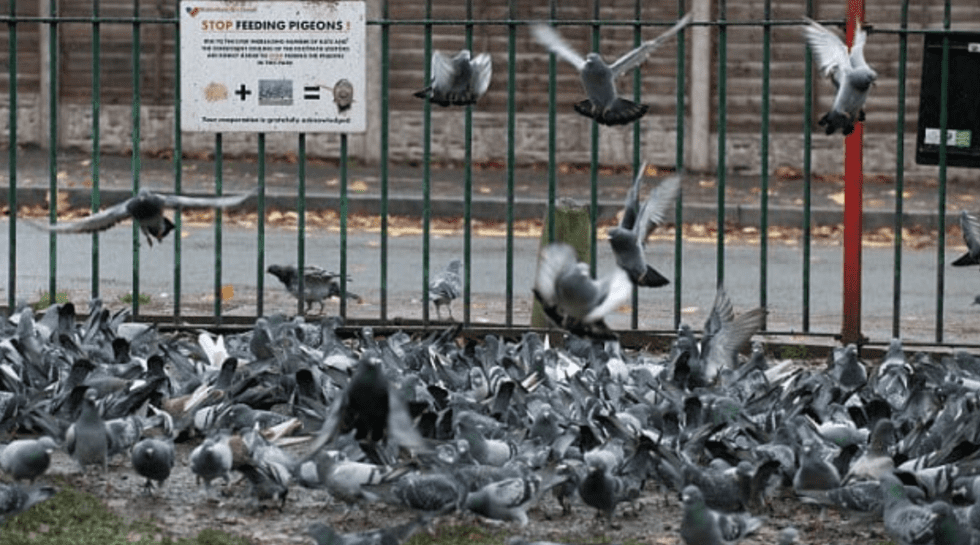 Bird Control and Prevention - Pigeon Patrol Canada - Bird Control ...