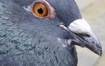 How to Get Rid of Pigeons on Your Roof, Attic & Balcony