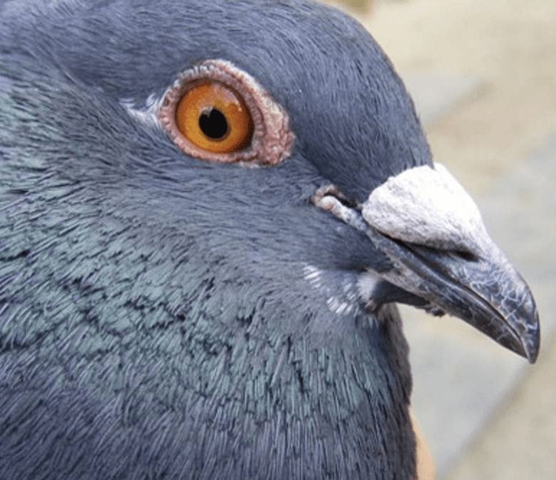 How to Get Rid of Pigeons on Your Roof, Attic & Balcony