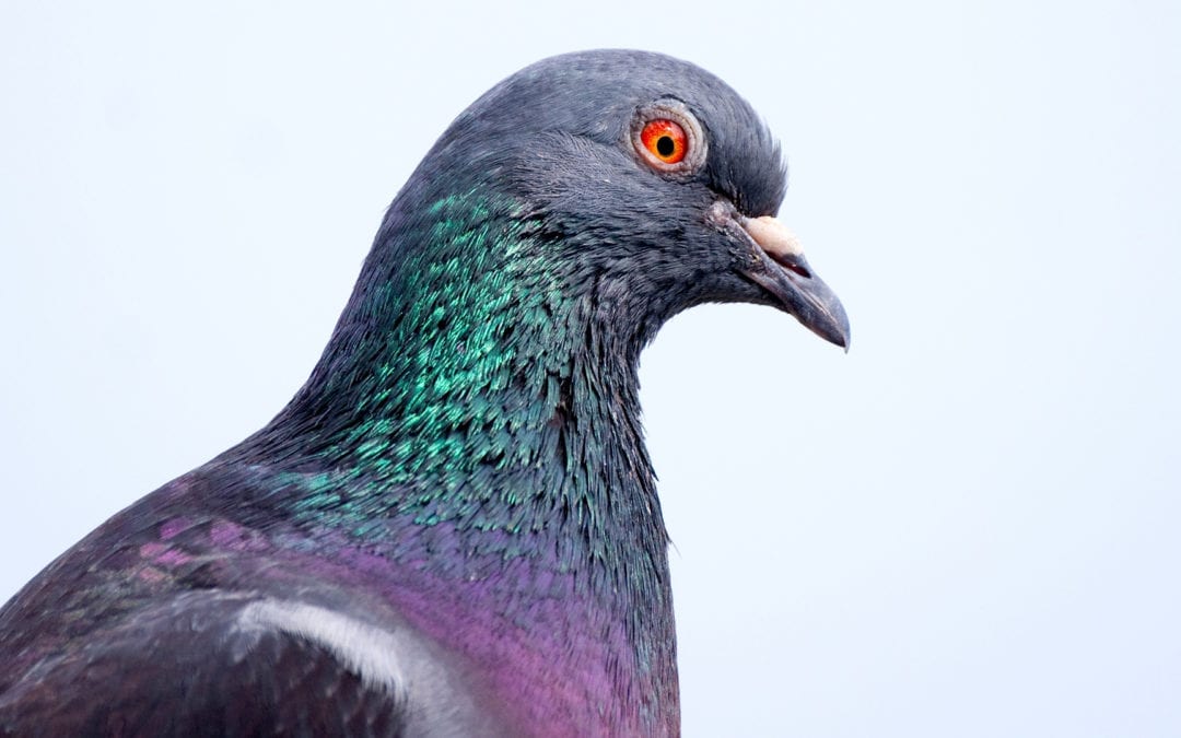 Pigeon Prevention Methods & Damage Control