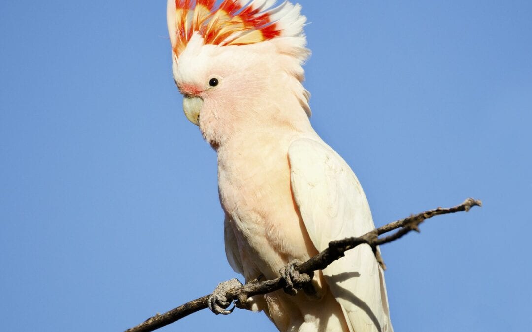 Smartest Birds In The World