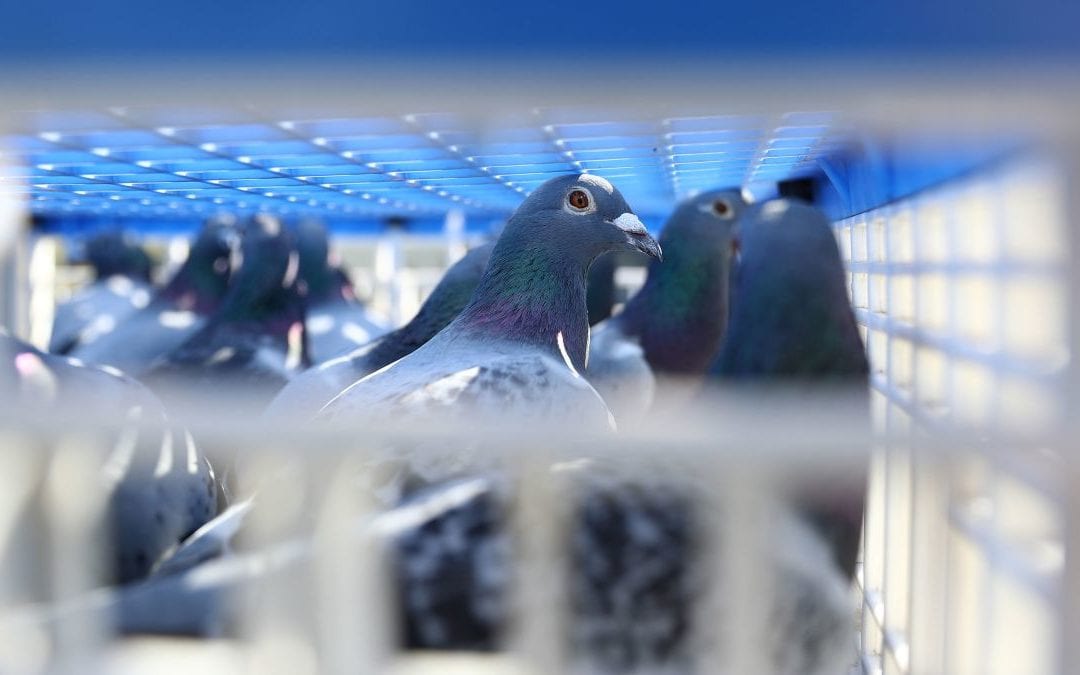 Pigeon Identifications and Problems