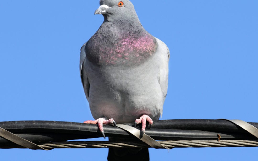 Reducing Number In Pigeons