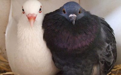 Difference Between Pigeons & Doves