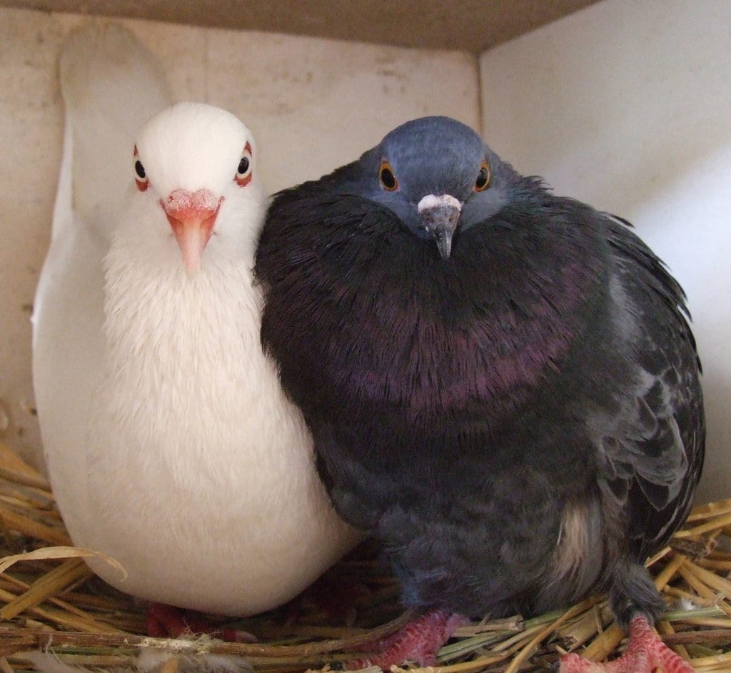 Difference Between Pigeons Doves Do You Know The Difference 