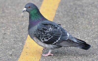 Problems Caused By Pest Birds