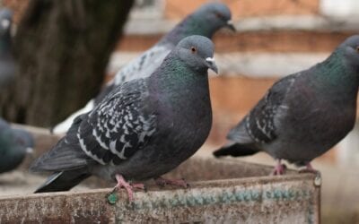 Why Are There So Many Pigeons In The Cities?