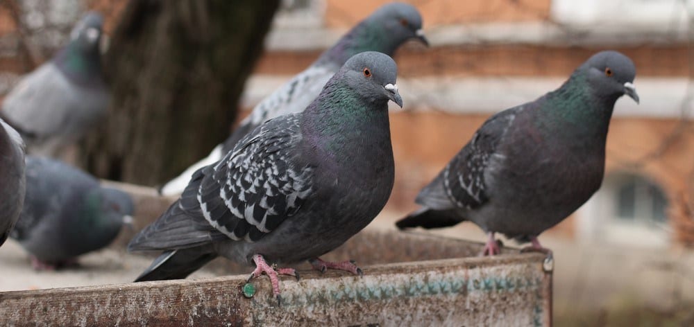 Why Are There So Many Pigeons In The Cities?