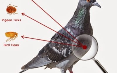 5 Myths About The Pigeon