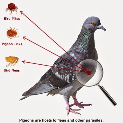 5 Myths About The Pigeon