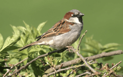 10 Sparrow Facts